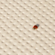 pico mutina